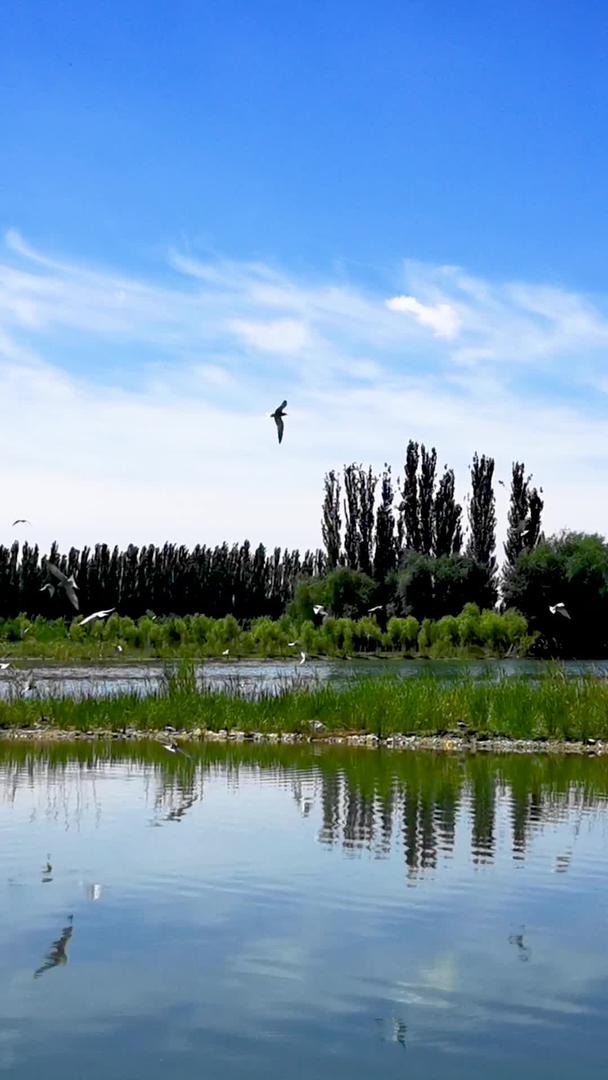 新疆阿克苏国家湿地公园候鸟飞舞视频素材视频的预览图