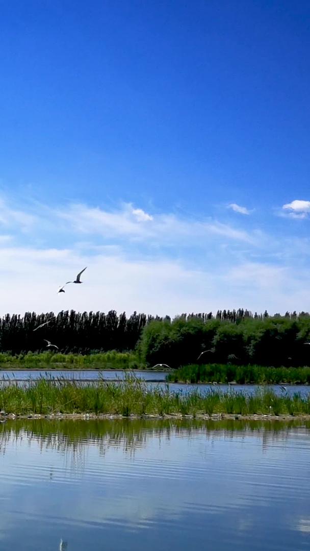 新疆阿克苏国家湿地公园候鸟飞舞视频素材视频的预览图