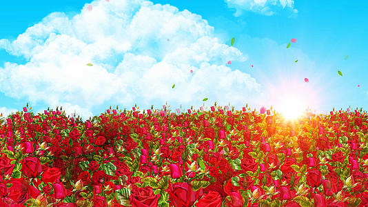 4K唯美浪漫的玫瑰花背景素材视频的预览图