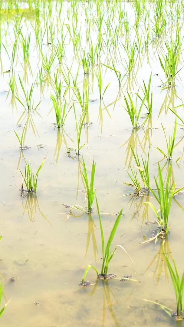 田里的水稻合集视频的预览图