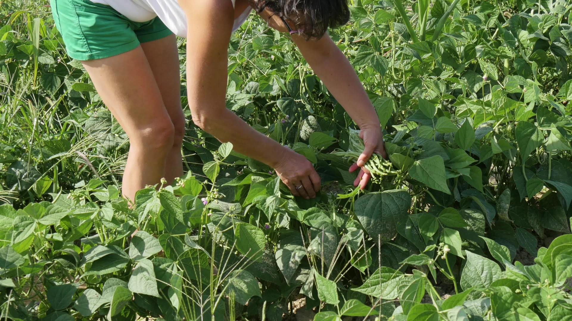 女人在花园里采摘绿豆视频的预览图
