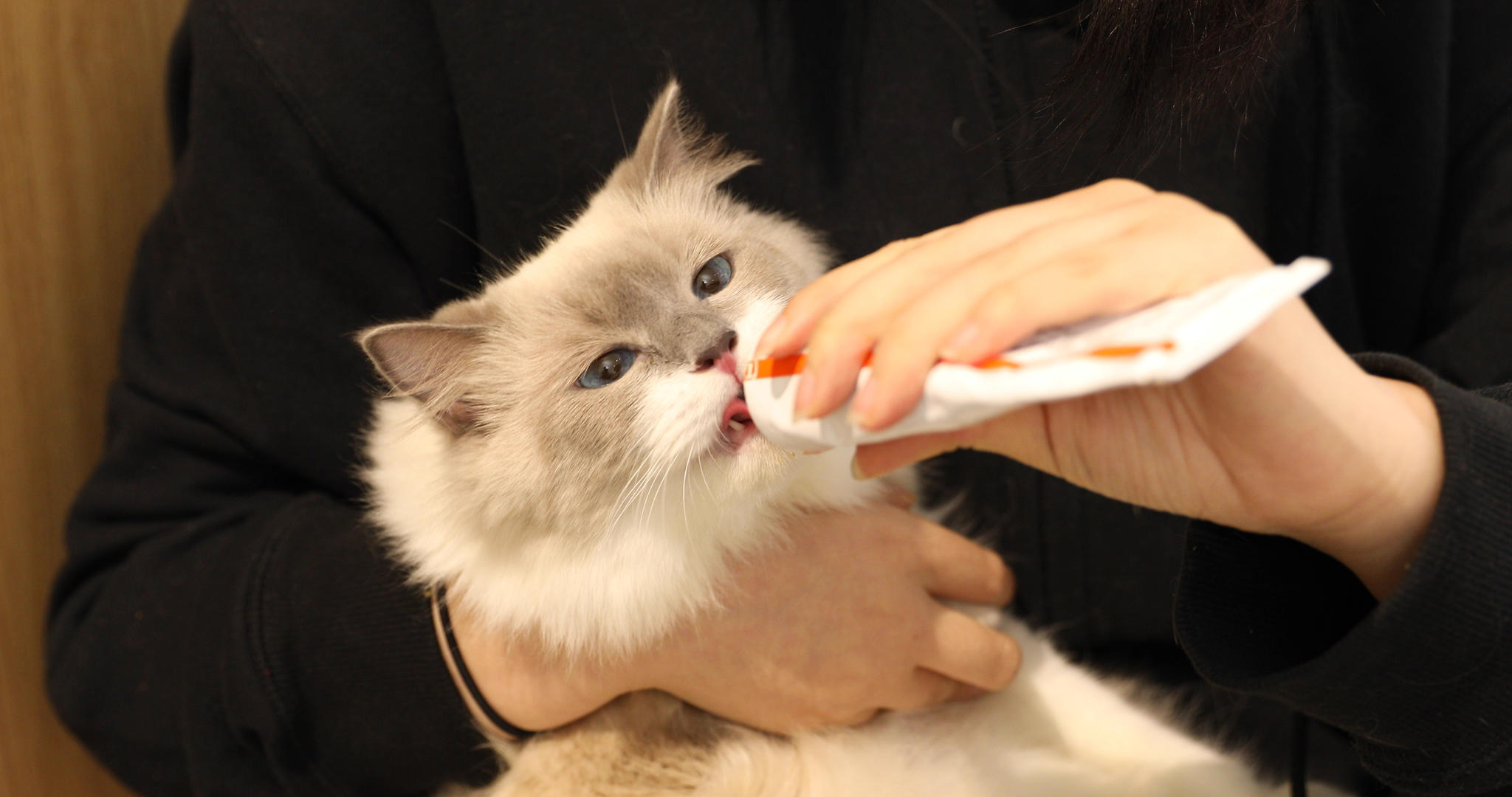 猫咪吃营养膏视频的预览图