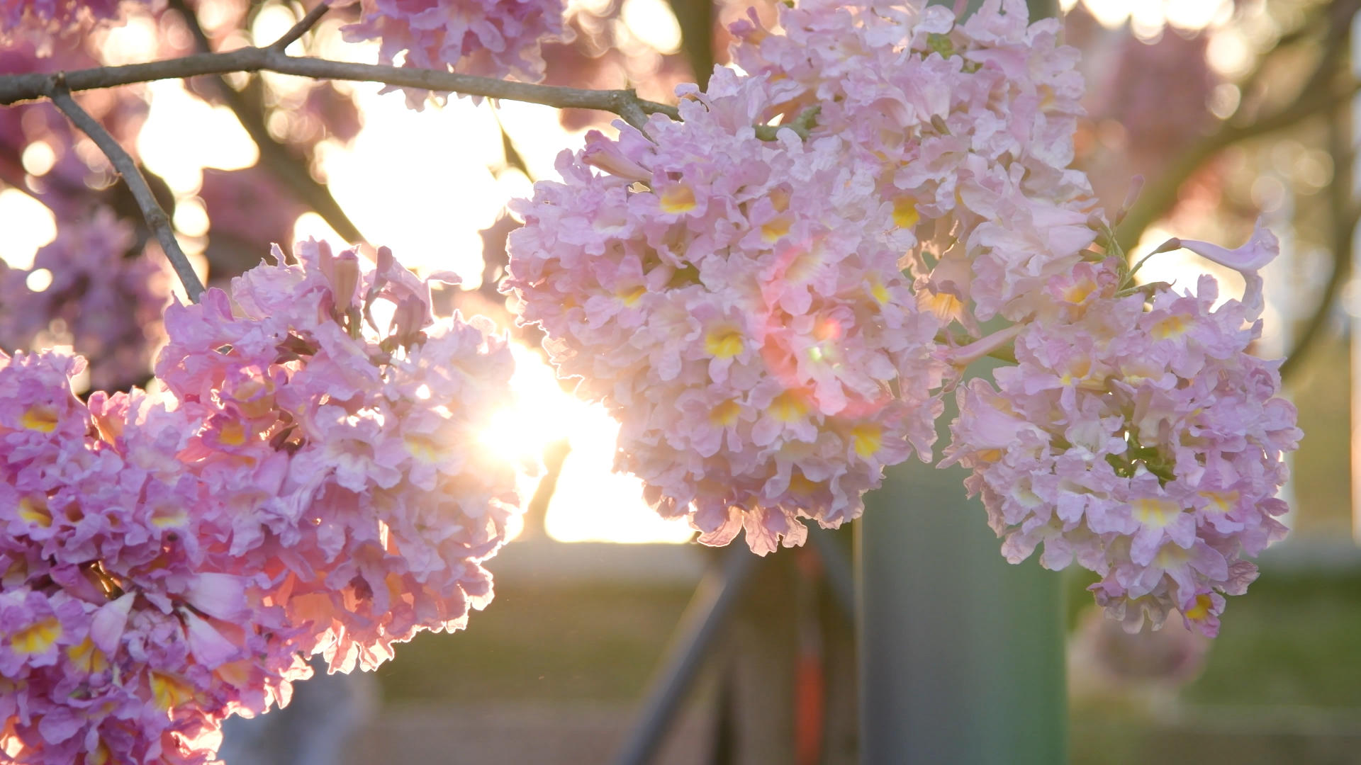 紫花风铃木木在夕阳下4K视频的预览图
