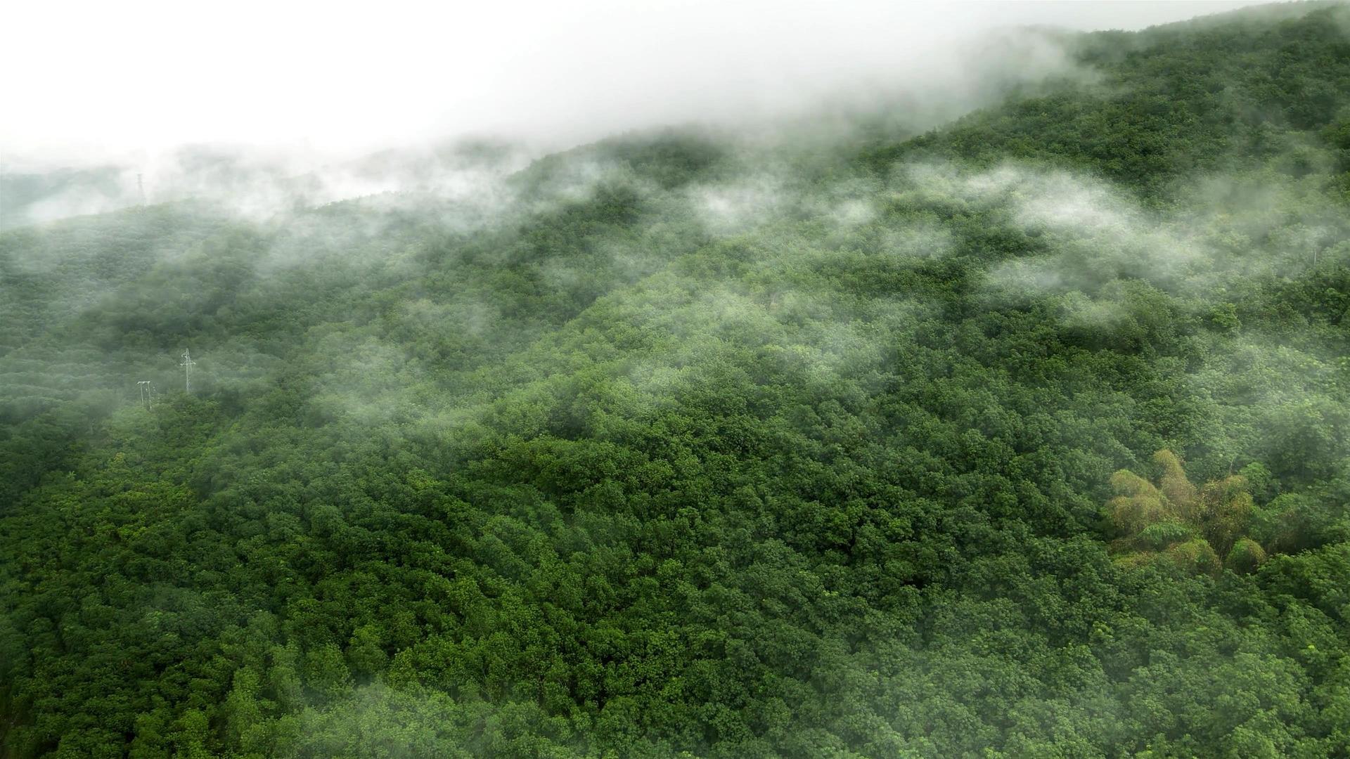 热带雨林云雾缭绕视频的预览图