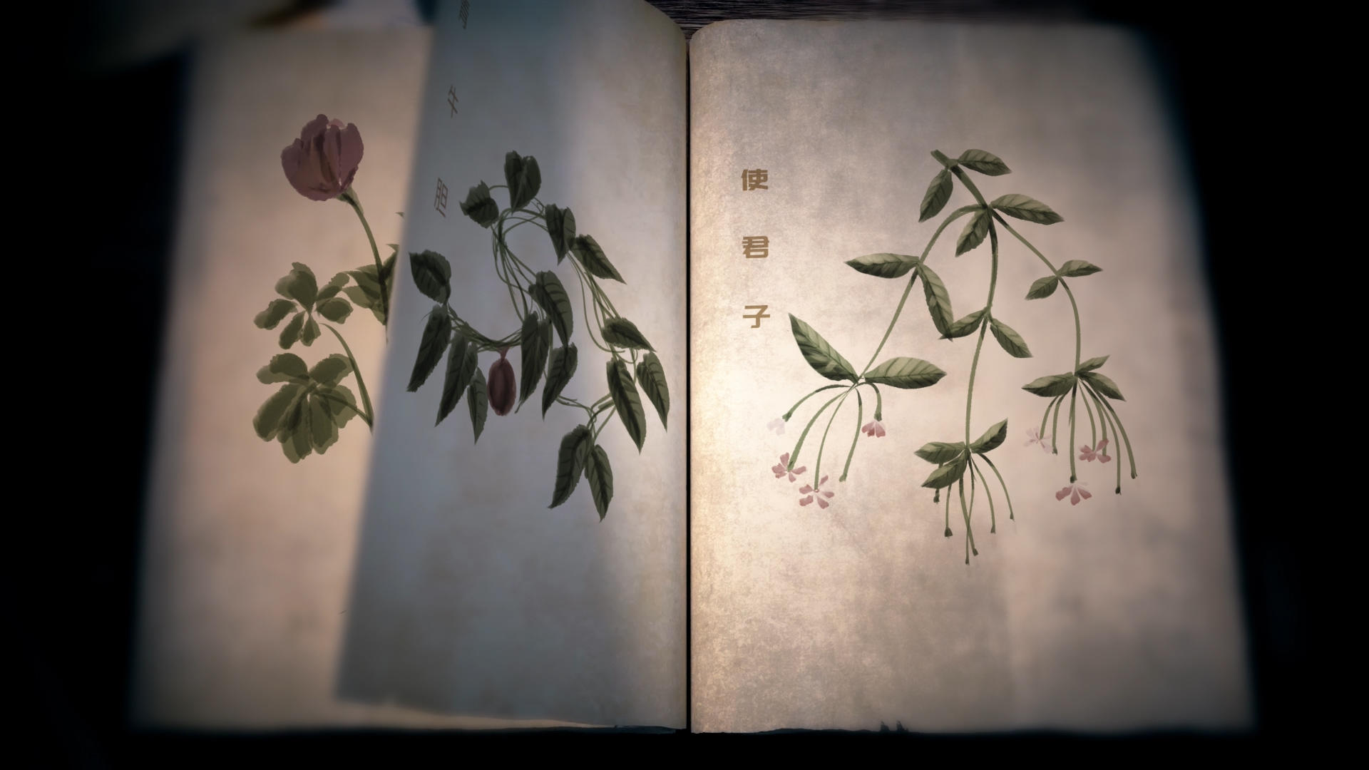 古典牛皮纸中草药书籍展示AE模板视频的预览图