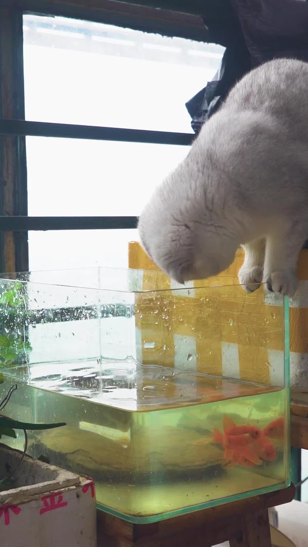 动物世界猫咪在水箱里抓鱼视频的预览图