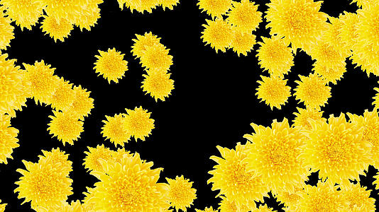 黄色菊花爆炸转场视频的预览图