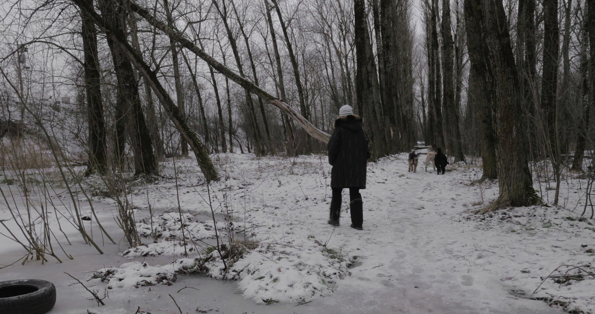 冬季公园里的女流浪狗和女流浪狗视频的预览图