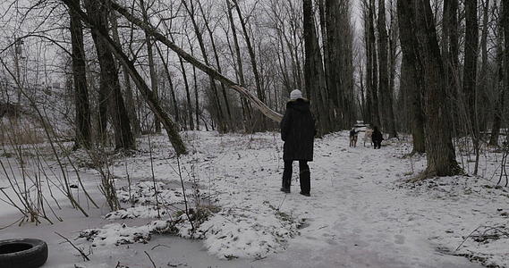 冬季公园里的女流浪狗和女流浪狗视频的预览图
