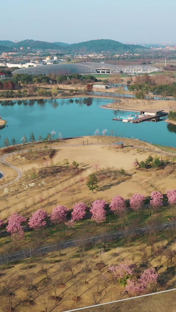 辰山植物园樱花大道视频的预览图