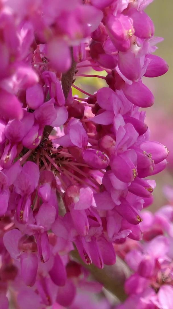 春季自然风光紫荆视频集合视频的预览图
