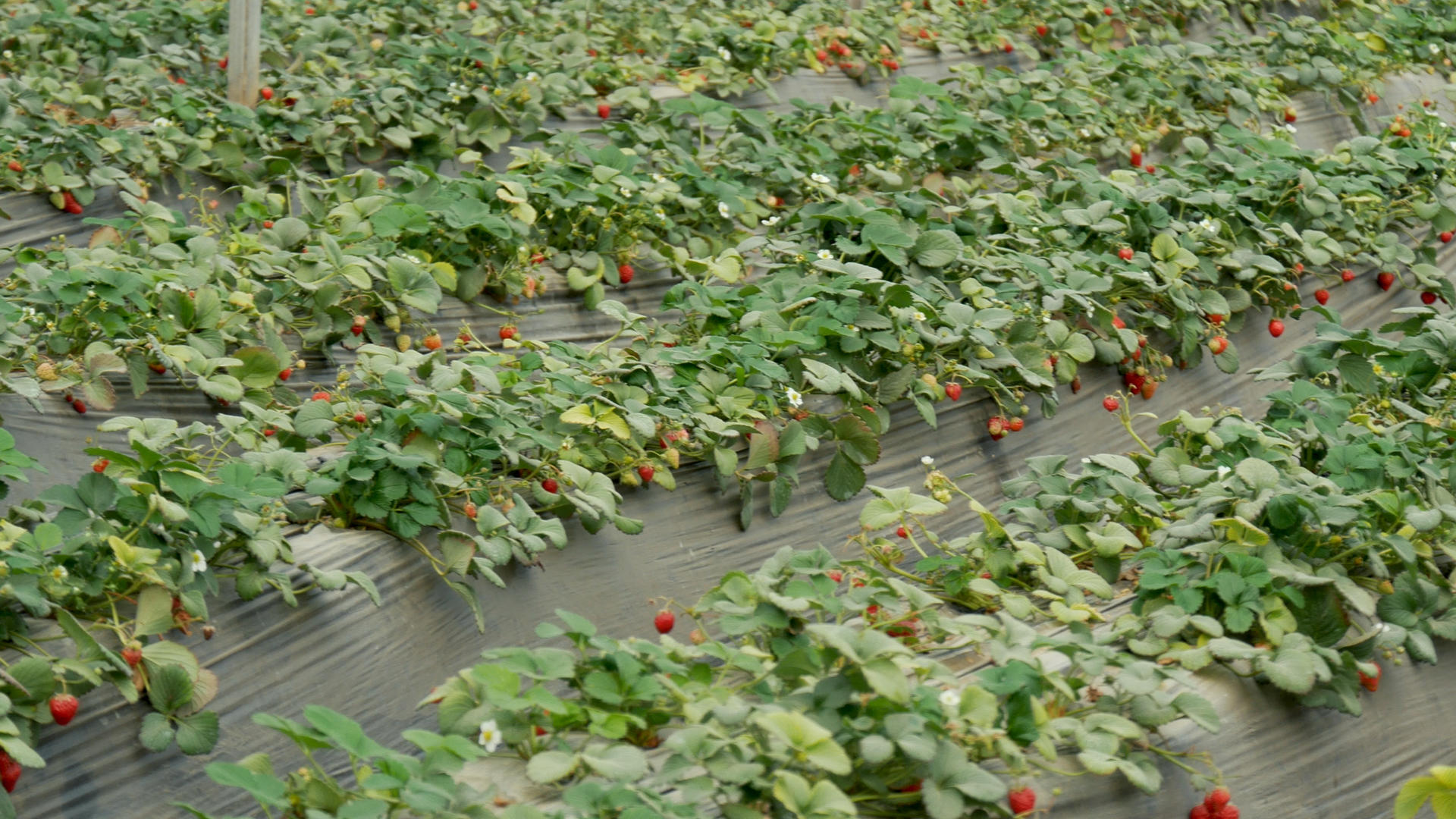 农业大棚种植水果视频的预览图