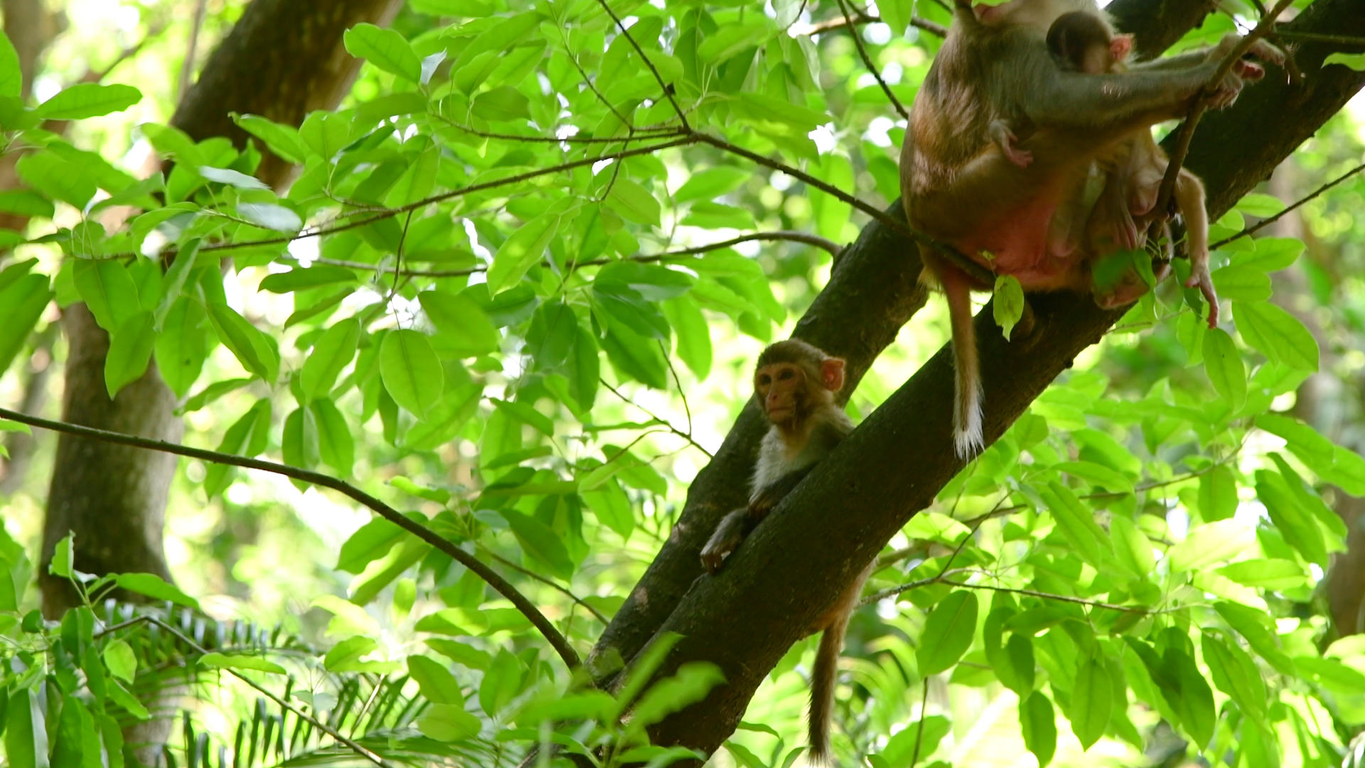 三亚鹿回头景区的猴子4K视频的预览图
