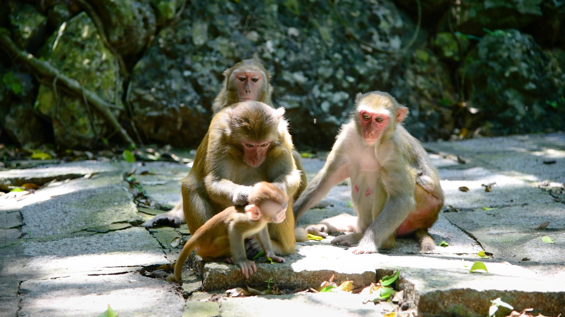 三亚鹿回头景区的猴子4K视频的预览图