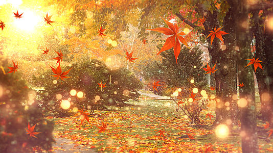 金秋秋天背景视频的预览图