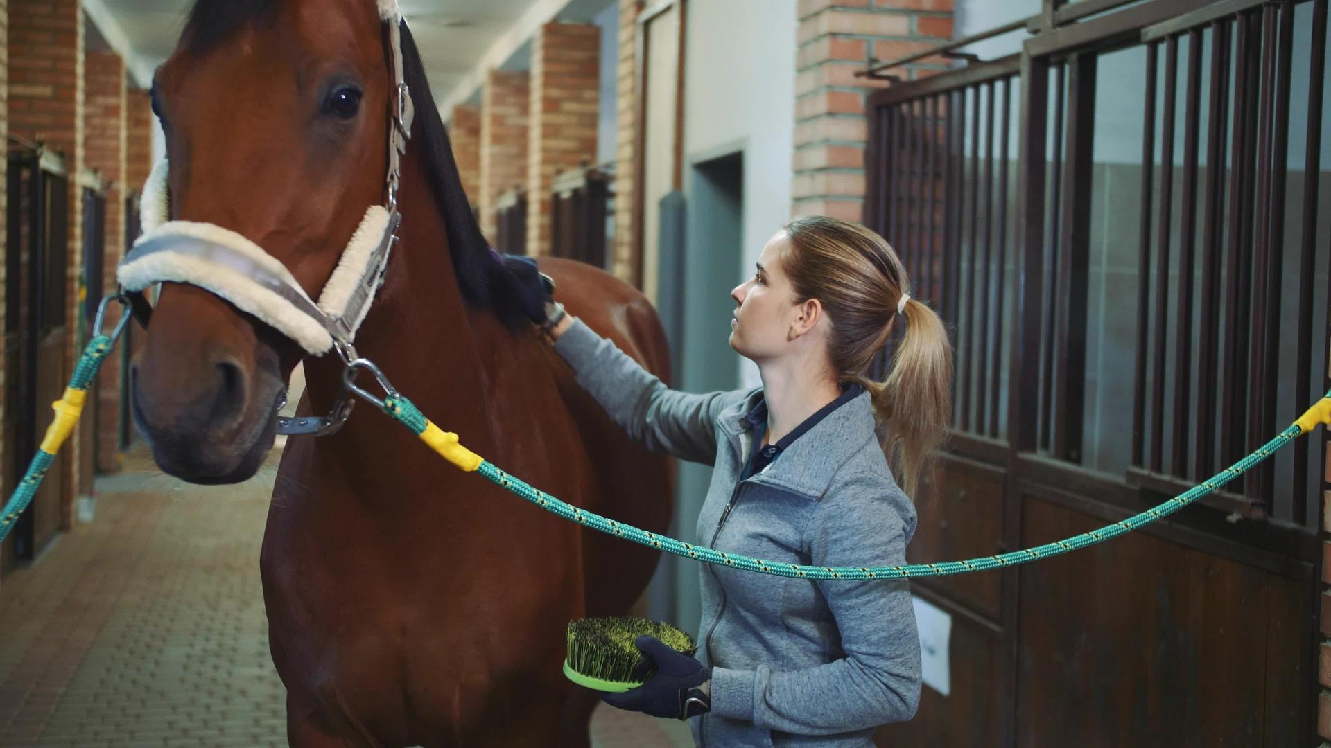 年轻女性在骑马前照顾马和梳理毛皮视频的预览图