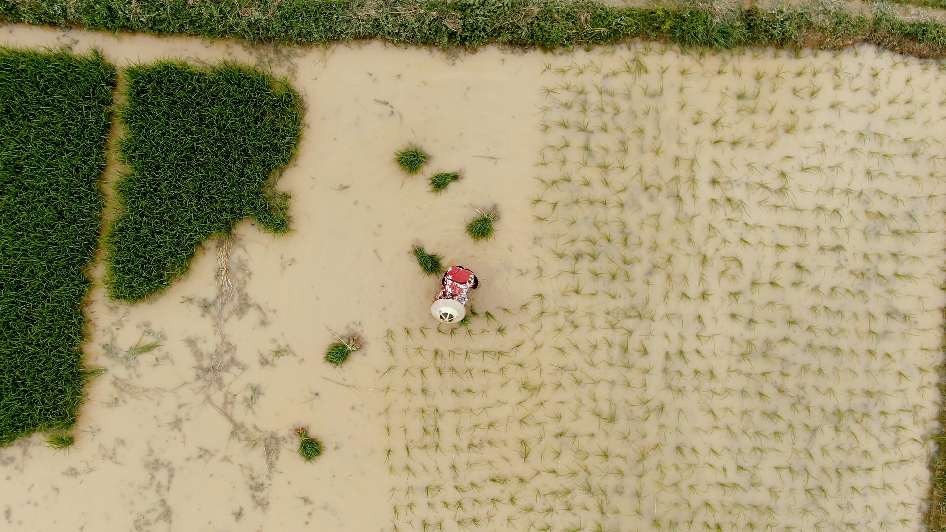 4K航拍春耕种植水稻视频的预览图
