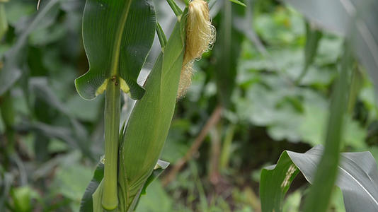 玉米地里的玉米视频的预览图