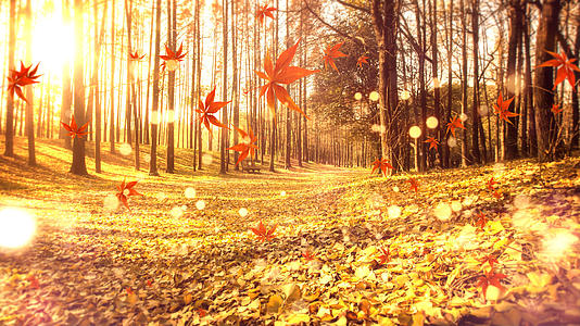 金秋主题背景秋天背景视频的预览图