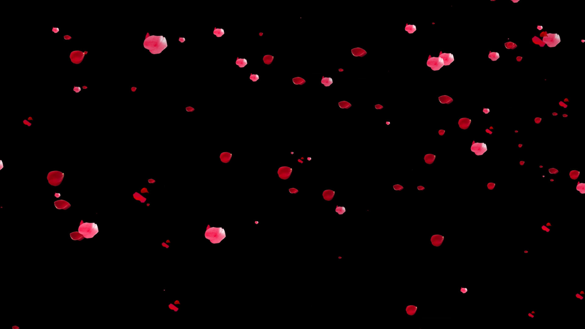 花瓣飘落动画元素带透明度通道视频的预览图