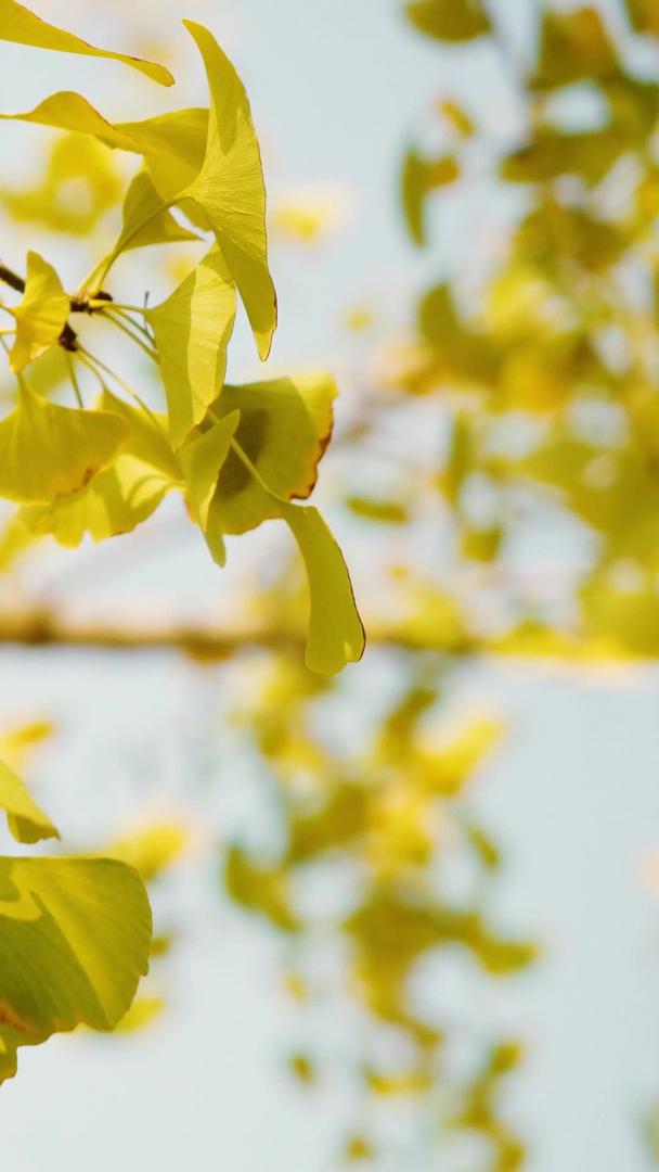 金色的银杏叶在秋风中摇曳视频的预览图