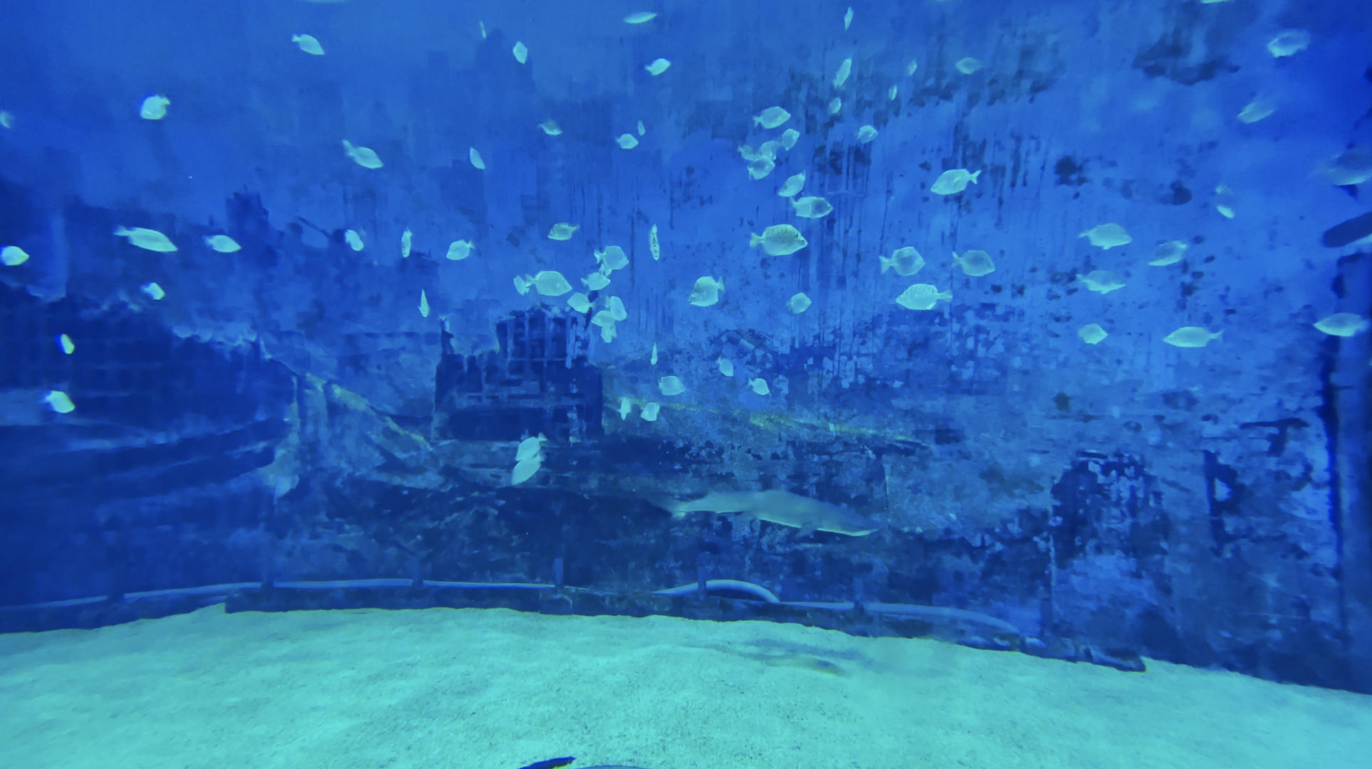 4K实拍美丽海底视频的预览图