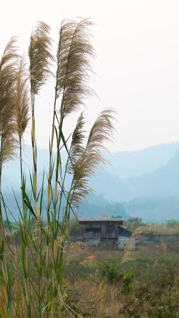 芦苇漂浮在泰国山谷的风中视频的预览图