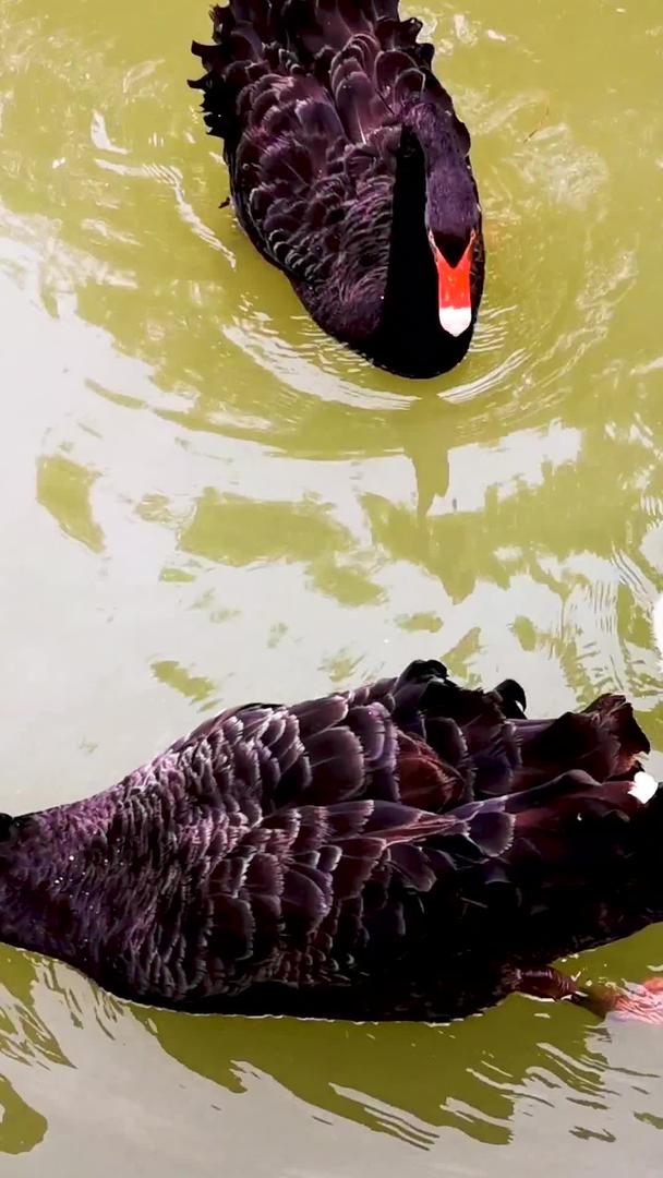 黑天鹅和天鹅幼崽欢快地玩水视频的预览图