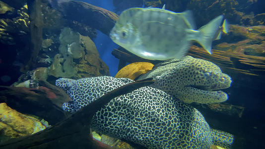 4K实拍海洋隐形霸主的鳗鱼视频的预览图