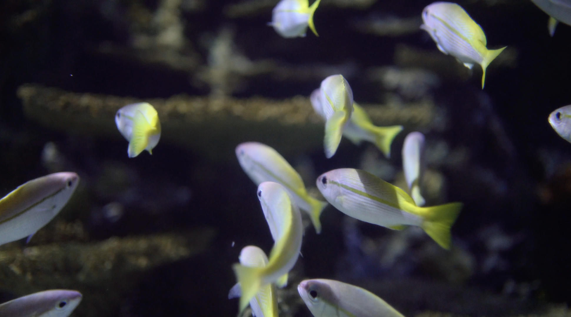 4K实拍海底鱼群视频的预览图