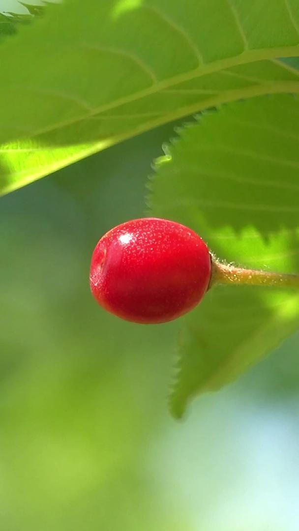 夏季自然风光枝上的樱桃视频集合视频的预览图