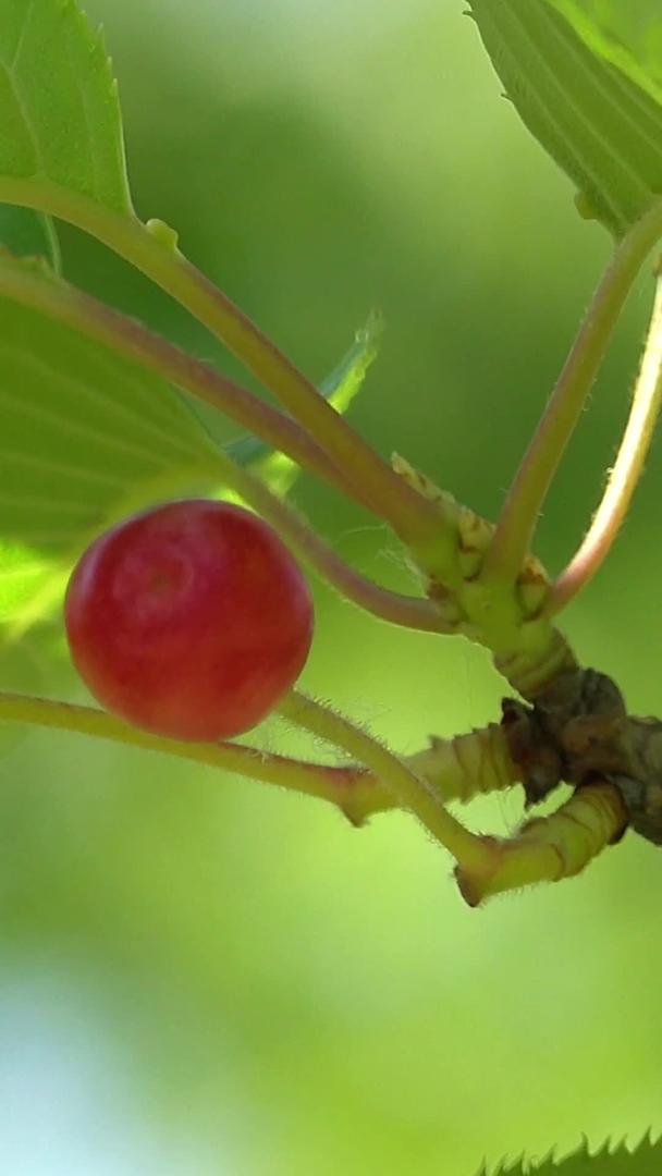 夏季自然风光枝上的樱桃视频集合视频的预览图