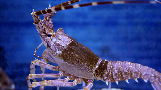 4K实拍海底的大龙虾视频的预览图