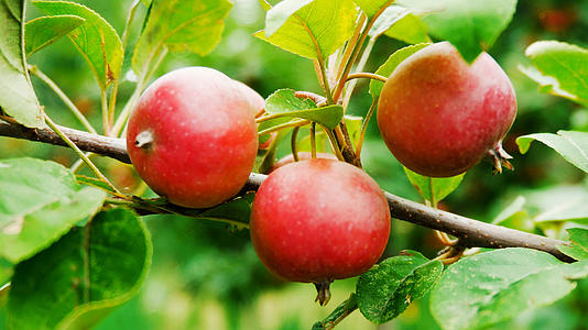 果园苹果树实景拍摄视频的预览图