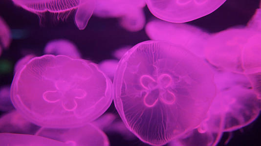 4K实拍海底的水母秘境视频的预览图