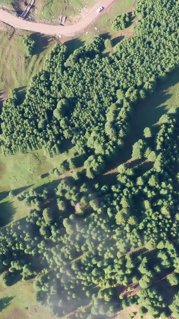 新疆天山山原始森林风景旅游航拍视频的预览图