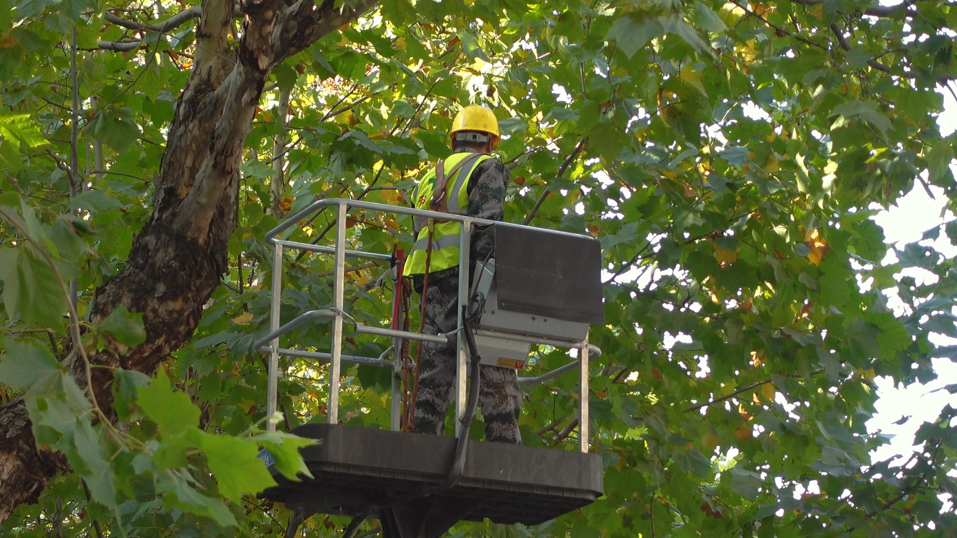 城市街头道路旁修剪树枝的园林工人4k素材视频的预览图