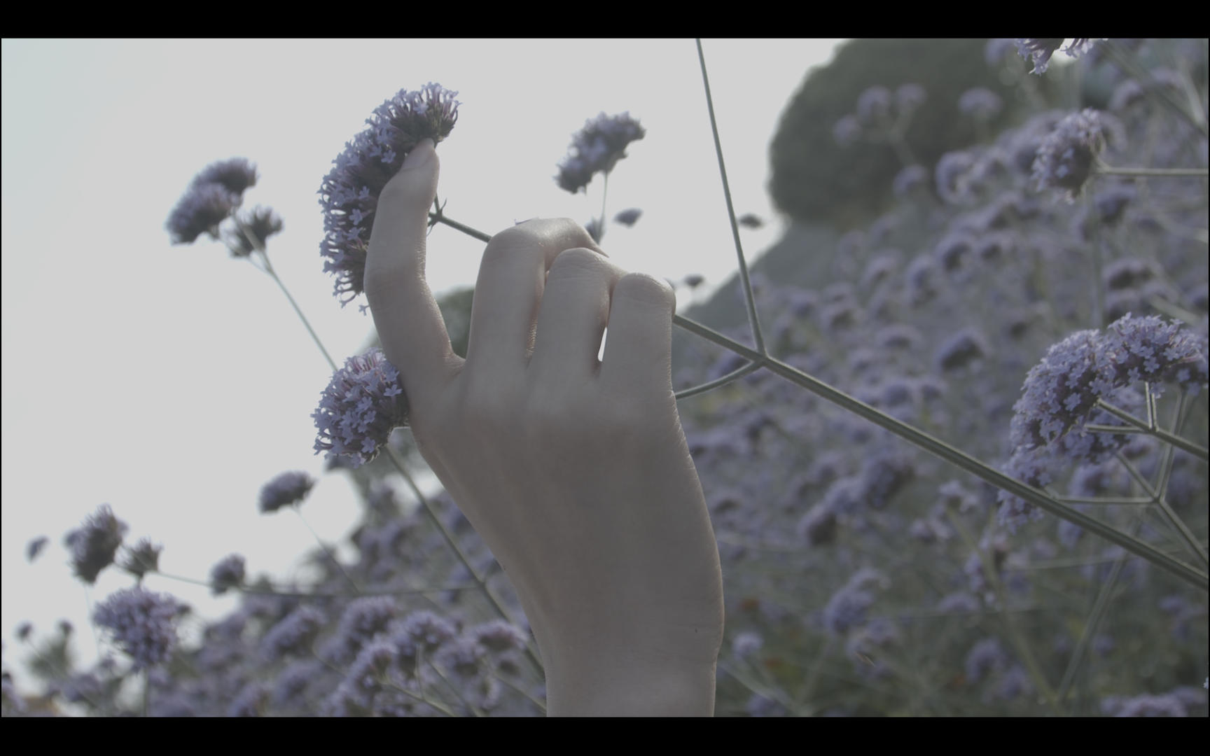 4k素材花丛中的女孩轻轻拿起花朵视频的预览图
