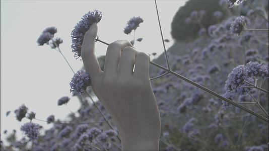 4k素材花丛中的女孩轻轻拿起花朵视频的预览图
