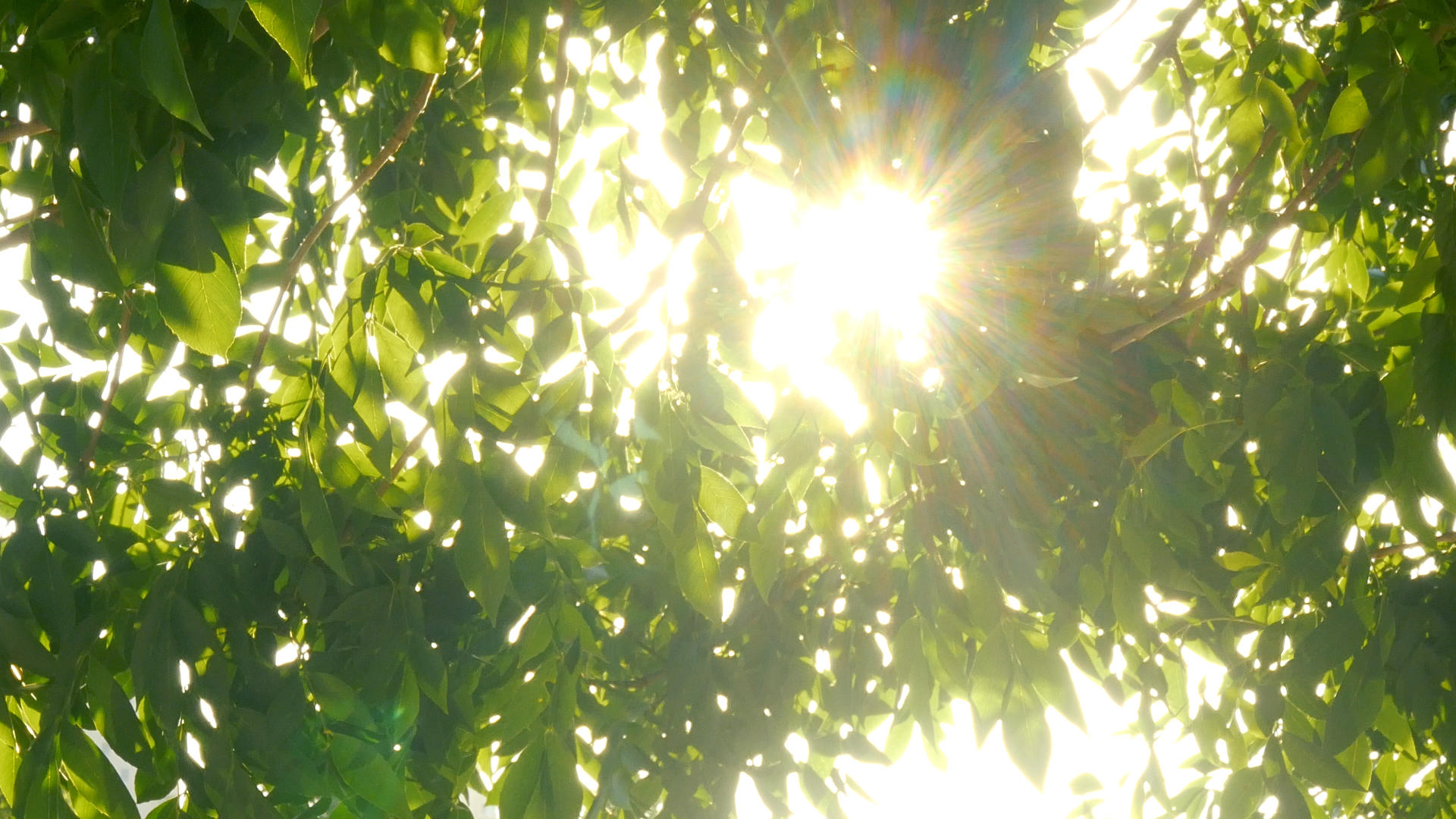 阳光从树叶中穿过视频的预览图