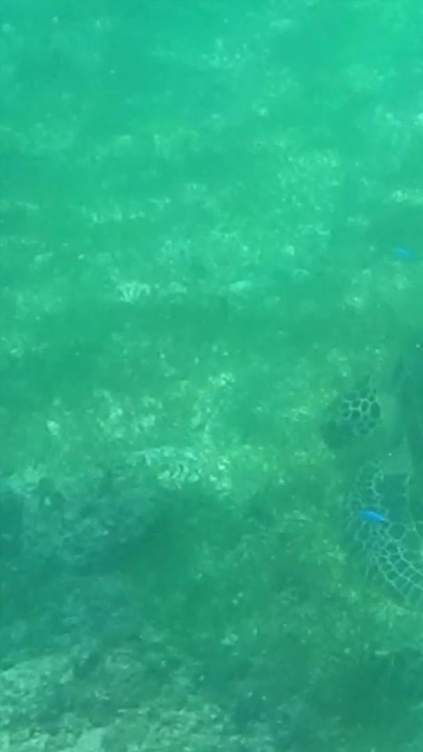 海洋生物玳瑁视频的预览图