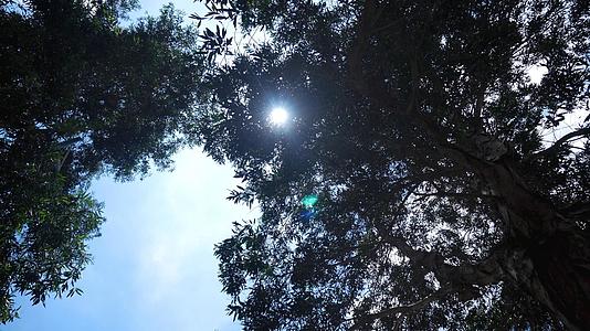 太阳光射进树叶光影视频的预览图