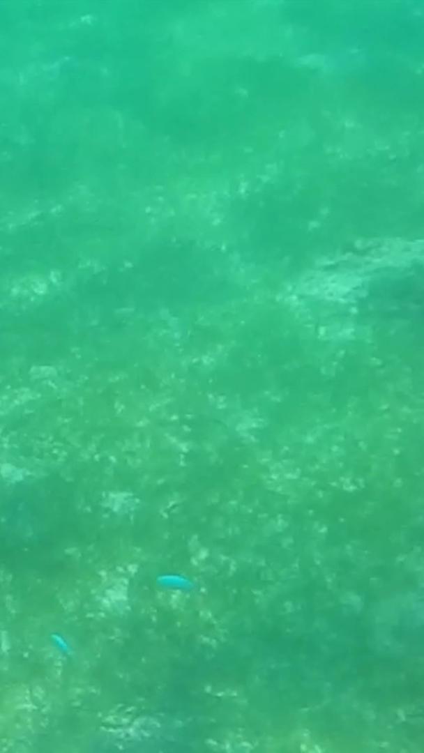 海洋生物玳瑁视频的预览图