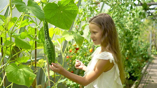 可爱的小女孩在温室里收集黄瓜和西红柿视频的预览图