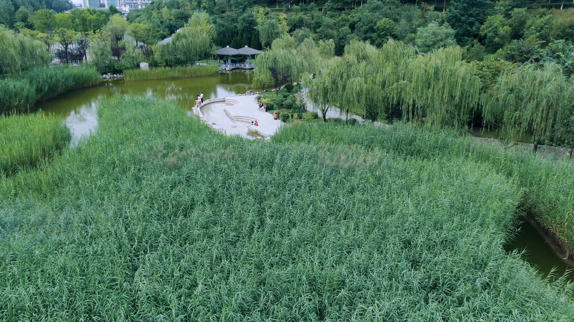 湖边芦苇视频的预览图