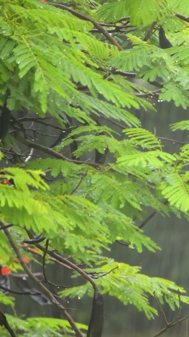 雨季植物叶片特写视频的预览图