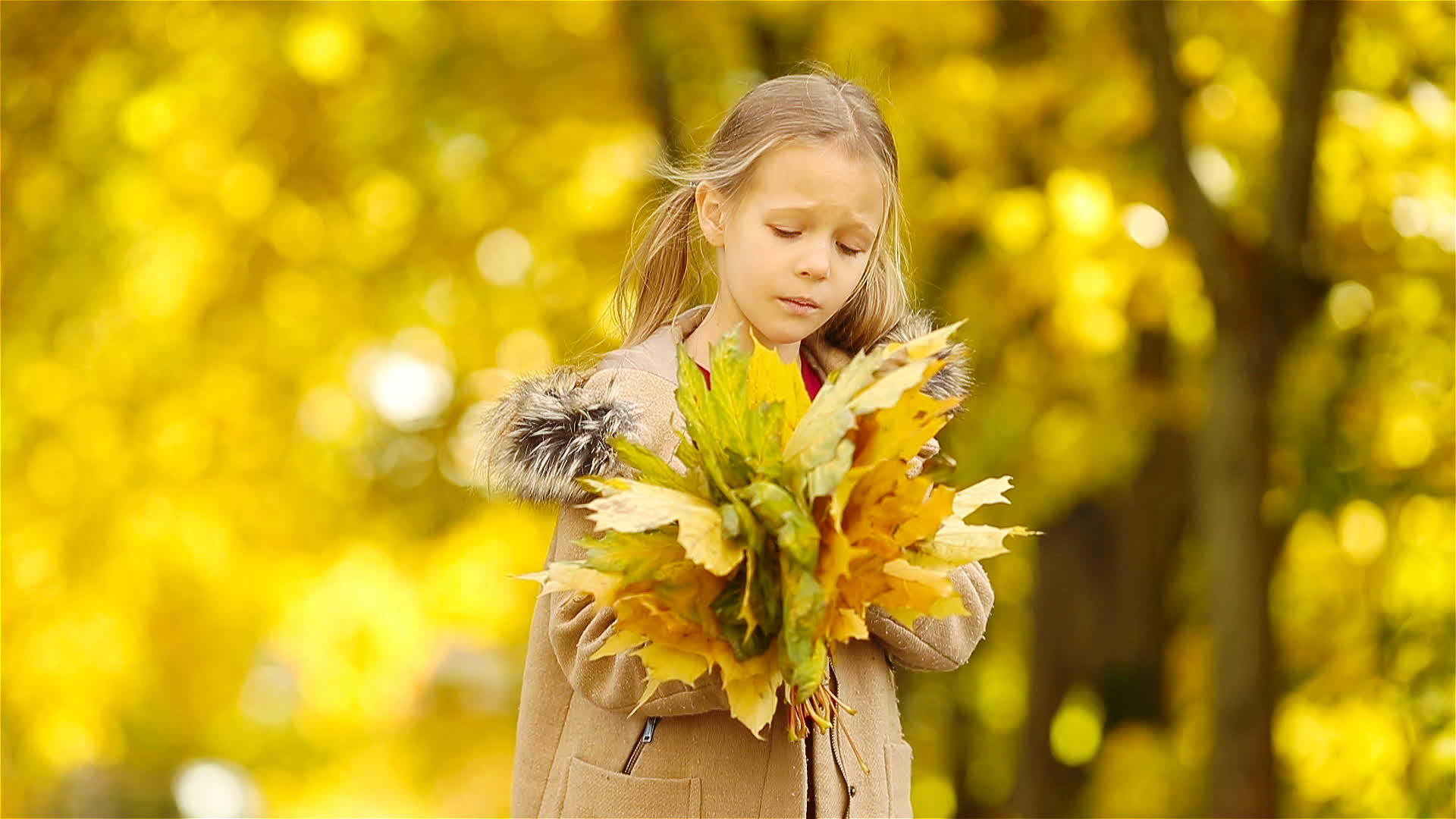 美丽的秋天有黄色和橙色的叶子视频的预览图