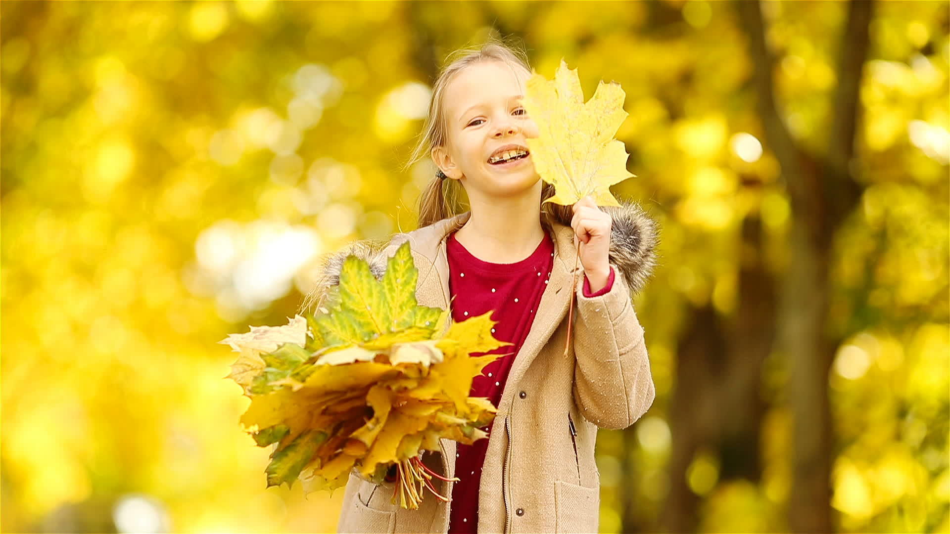 秋天有黄色的叶子...在户外可爱视频的预览图