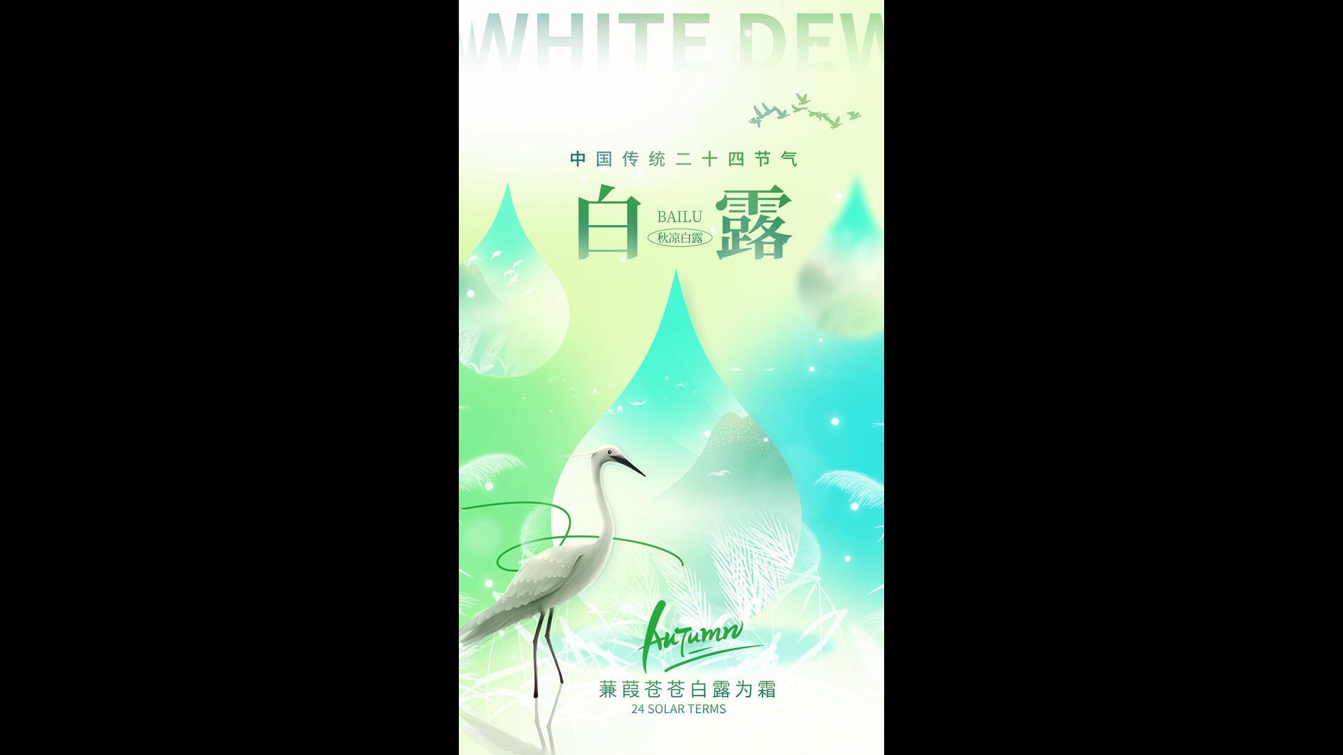 美丽简洁白露节气海报AE模板视频的预览图