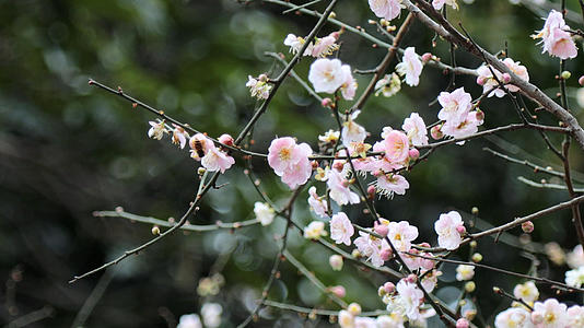 4k春天盛开的桃花和飞舞的小蜜蜂视频的预览图